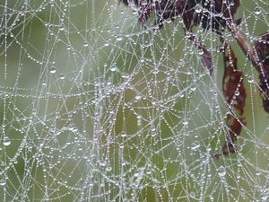 Spinnennetz mit Tautropfen unser Sekretariat pflegt die gesponnenen Fäden weiter